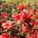 Azalea japonica ‘Hotshot Variegata‘ - 20-25