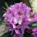 Rhododendron ‘Anah Kruschke’ - 70-80
