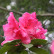 Rhododendron ‘Anna Rose Whitney’ - 40-50