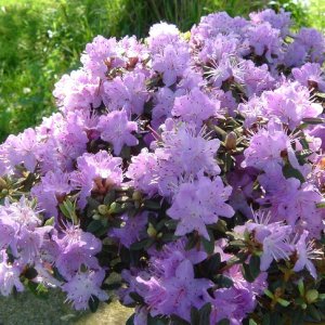 Rhododendron impeditum - 20-25