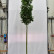Acer platanoides ‘Green Pillar’® - 16-18