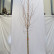 Acer tataricum ginnala - 12-14