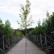 Amelanchier arborea ‘Robin Hill’ - 10-12