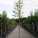 Amelanchier arborea ‘Robin Hill‘ - 12-14