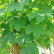 Acer platanoides ‘Farlake’s Green‘ - 10-12