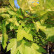 Acer pseudoplatanus ‘Brilliantissimum’ - 6-8