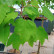 Acer rubrum ‘Scanlon’ - 6-8