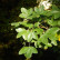 Acer monspessulanum - 12-14