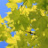 Acer platanoides Princeton Gold - 10-12