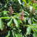 Aesculus pavia ‘Rosea Nana’ - 10-12
