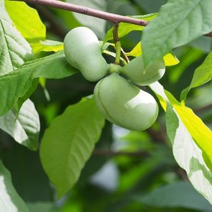 Asimina triloba - 6-8