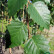 Betula nigra ‘Summer Cascade‘ - 10-12