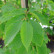 Carpinus betulus ‘Frans Fontaine’ - 6-8