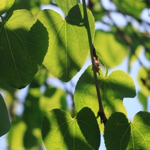 Cercidiphyllum japonicum ‘Pendulum’ - 6-8