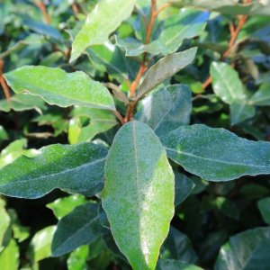 Elaeagnus ebbingei ‘Compacta’ - 6-8