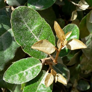 Elaeagnus ebbingei - 6-8