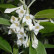 Elaeagnus multiflora - 10-12