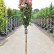 Hydrangea paniculata ‘Vanille-Fraise’ - 6-8