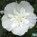 Hibiscus syriacus White Chiffon - 5-6