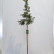 Ilex aquifolium ‘Angustifolia’ - 6-8