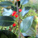 Ilex aquifolium ‘Angustifolia’ - 8-10