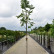 Juglans regia ‘Bella Maria’ - 10-12