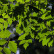 Koelreuteria paniculata - 12-14