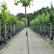 Liriodendron tulipifera ‘Edward Gursztyn‘ - 10-12