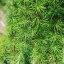 Larix kaempferi ‘Stiff Weeper‘ - 6-8