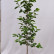 Magnolia kobus - 250-300