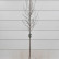 Magnolia loebneri ‘Merrill’ - 8-10