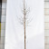 Magnolia loebneri ‘Merrill’ - 10-12