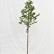 Magnolia stellata ‘Royal Star’ - 6-8