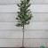 Magnolia stellata ‘Royal Star’ - 8-10