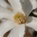 Magnolia kobus ‘Isis’ - 10-12