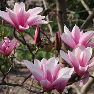 Magnolia ‘Heaven Scent’ - 10-12