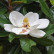 Magnolia grandiflora ‘Galissonnière’ - 10-12