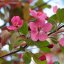 Malus ‘Veitch’s Scarlet’ - 6-8