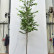 Ostrya carpinifolia ‘F.C. Moree’ - 12-14
