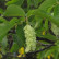 Ostrya carpinifolia - 10-12
