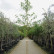 Prunus avium ‘Plena’ - 10-12