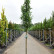Prunus laurocerasus ‘Genolia’ - 10-12
