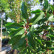 Prunus lusitanica ‘Brenelia’ - 14-16