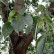 Prunus serotina ‘Pendula‘ - 12-14