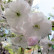 Prunus serrulata ‘Taihaku‘ - 10-12