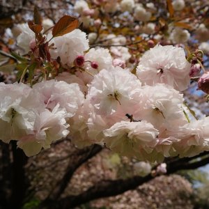 Prunus serrulata ‘Fugenzo’ - 8-10