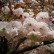 Prunus serrulata ‘Fugenzo’ - 12-14