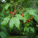 Prunus serrula - 14-16