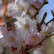 Prunus subhirtella ‘Autumnalis’ - 10-12