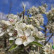 Pyrus elaeagnifolia ‘Silver Sail‘ - 6-8